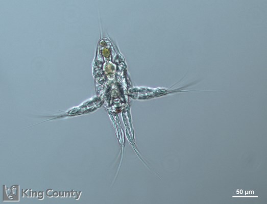 Photo of Copepoda: larval stages